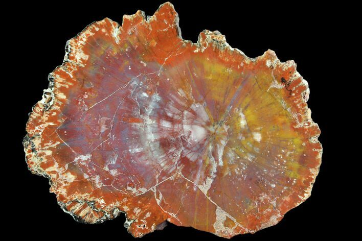 Brilliant Red/Purple Arizona Petrified Wood Slab - #85940